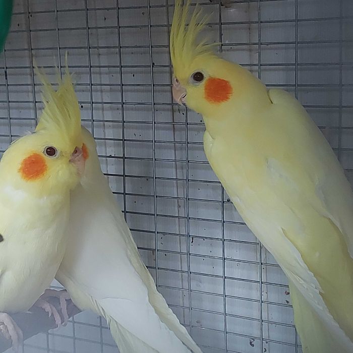 Молодые кореллы самочки .