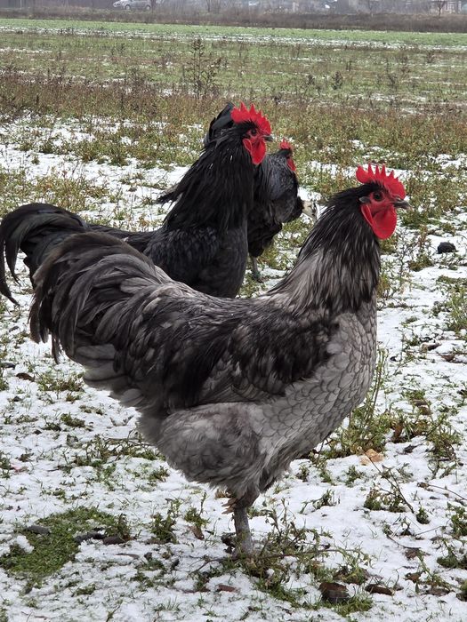 Vând  găini australorp.
