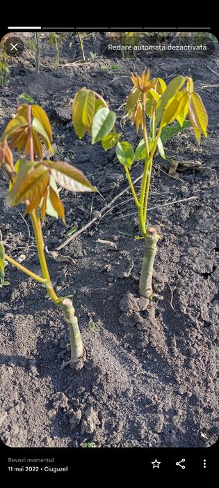 PROMO: Puiet de nuc, la 4 lei, inaltime 80-100 cm, 500 bucati