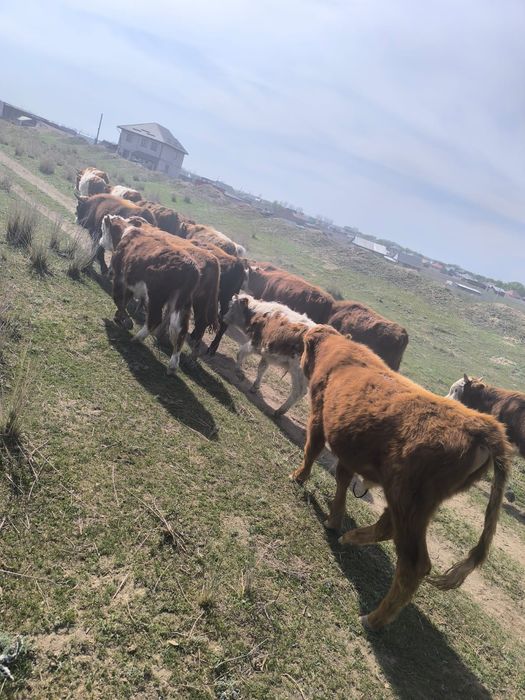 Бұқалар сатылады