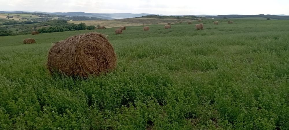 Baloți lucernă și fân