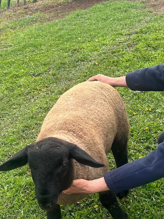 Berbecuț suffolk din părinți cu pedigree