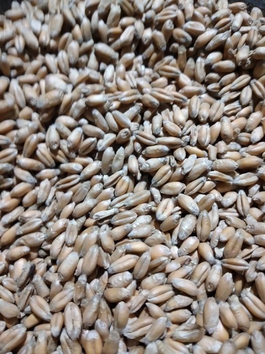 Vând diverse cereale