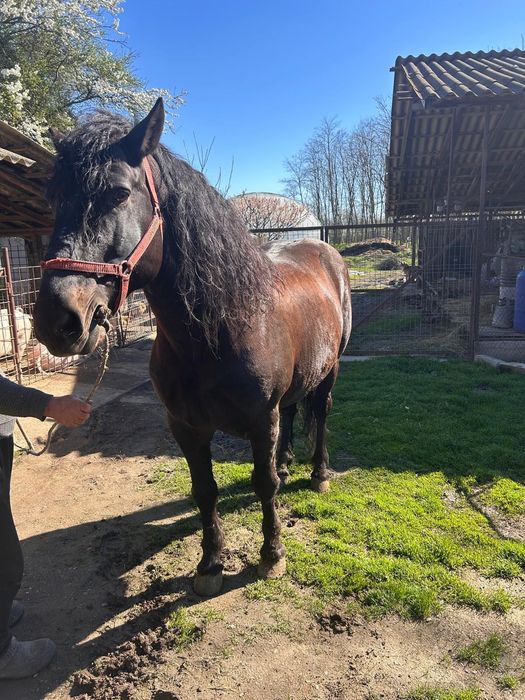 Armăsar semi-greu, 11 ani, îngrijit si vaccinat