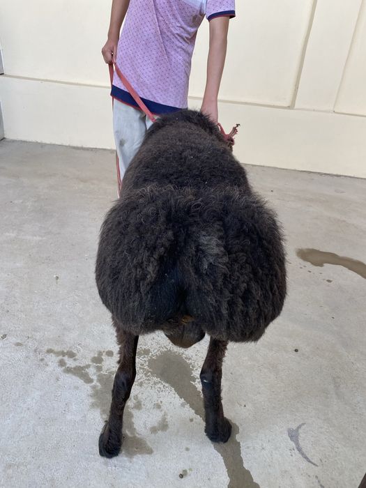 Қирғиз ҲИСОРИ қўйлар сотилади