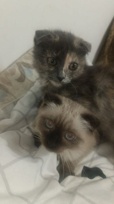 Вислоухие котята