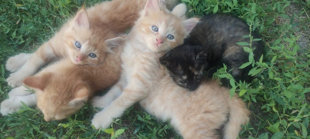 Отдам котят в добрые руки