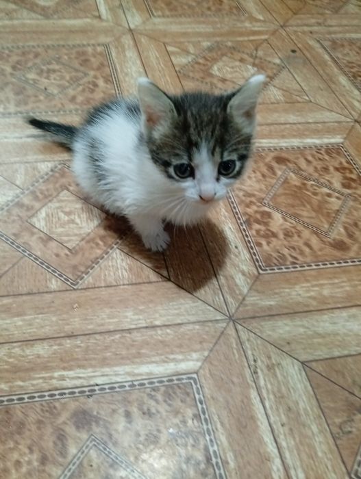 Отдам в добрые руки