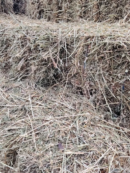 Vând baloti lucerna