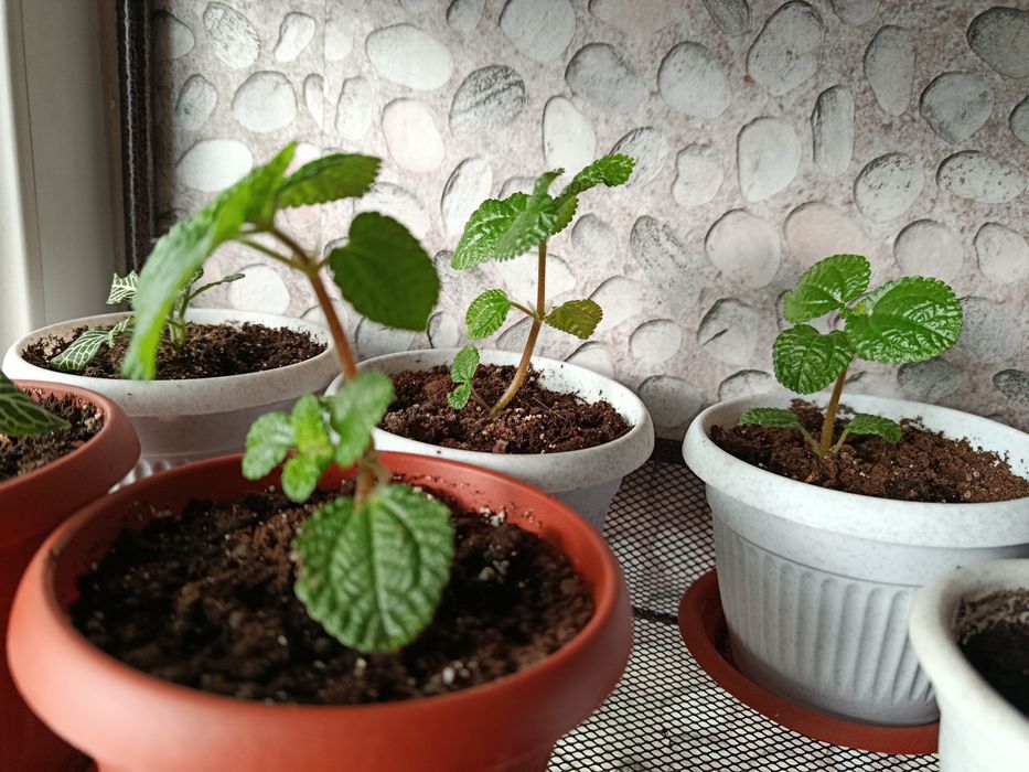 Комнатное растение. Пилея.