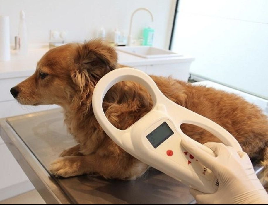 Авиаперевозка домашних питомцев