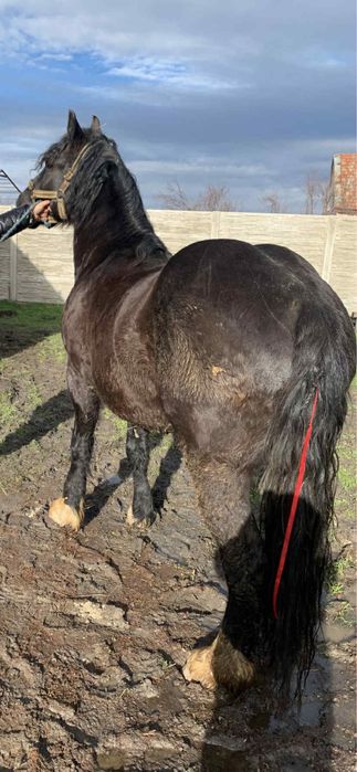 Manz de 2 Ani si 4 luni