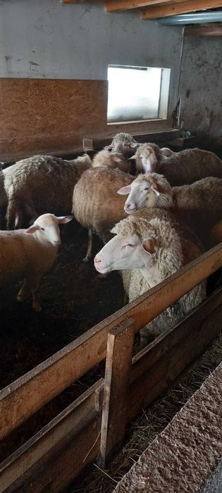 Продавам овце!!!
