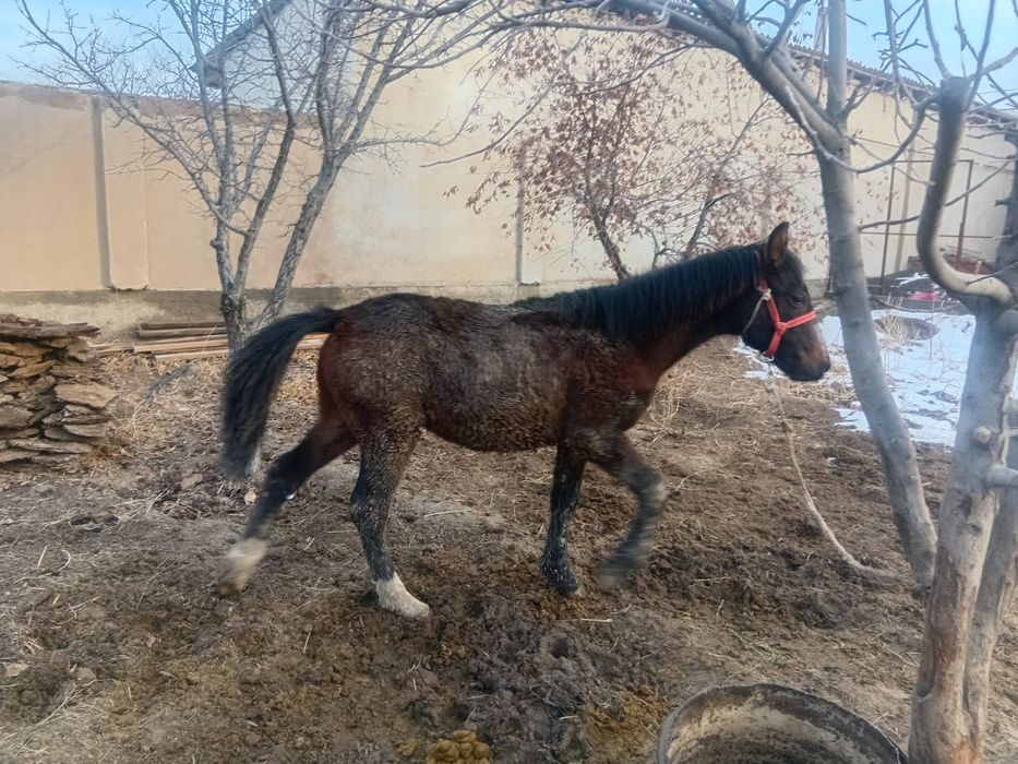 Жабағы бар сатылады.