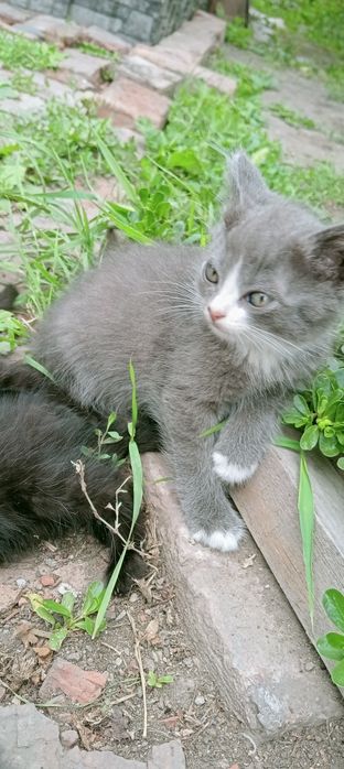 Отдам котят 3 мес