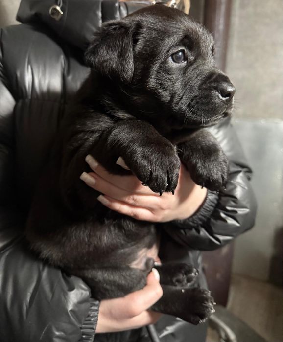 Отдам в добрые руки