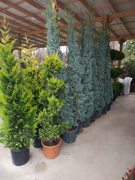 Archa ekish xizmat malkali Bog'bon va yer xaydash xizmat