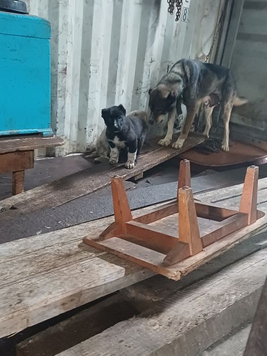 Продам щенят алабай