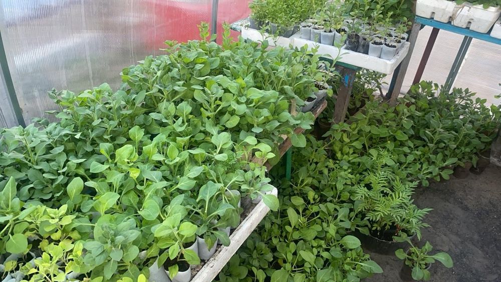 Ампельные петуньи