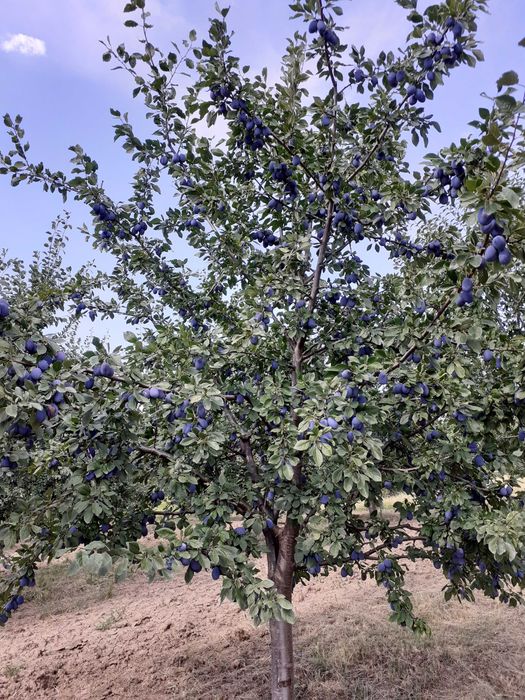 Prune Stanley de vanzare