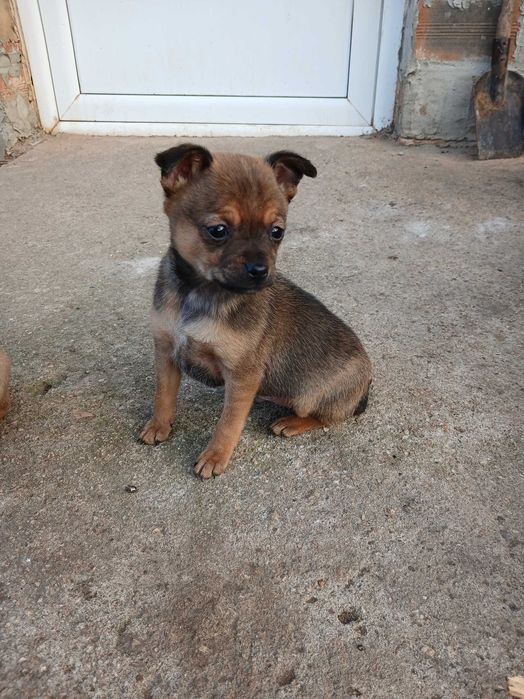 Пинчер            .