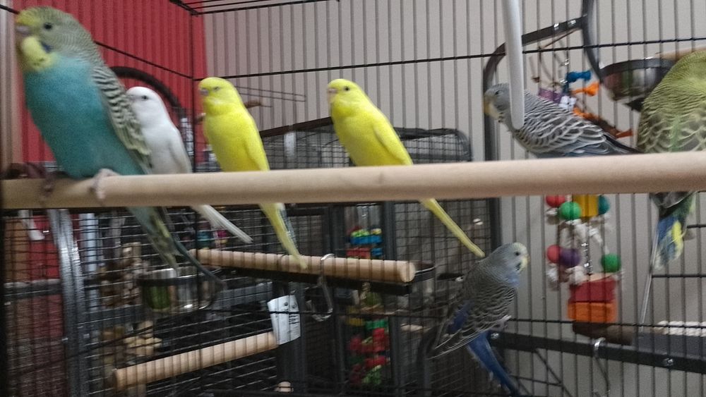 Вълнисти папагали