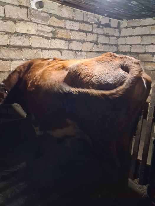 Продам корову крупная