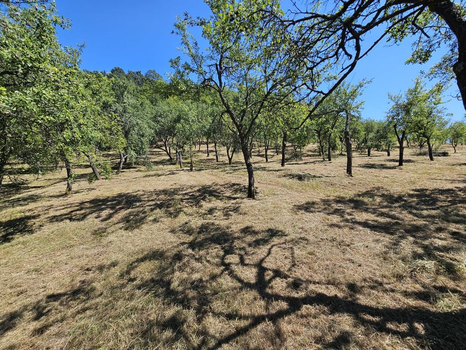Prune roșii neculese