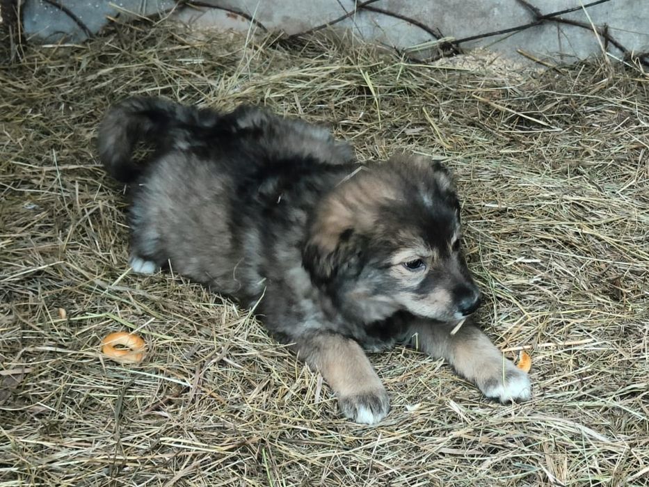 Отдам в добрые руки