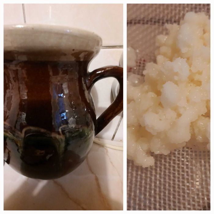 Ciuperca  kefir de lapte chefir de apa scoby kombucha