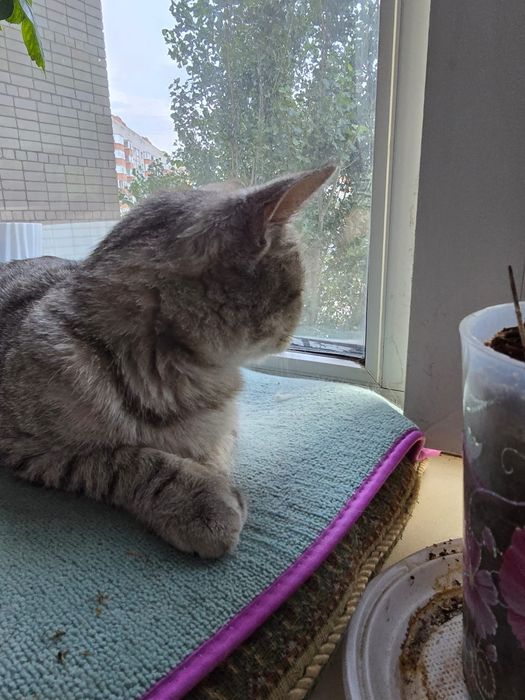Отдадим кошку в добрые руки