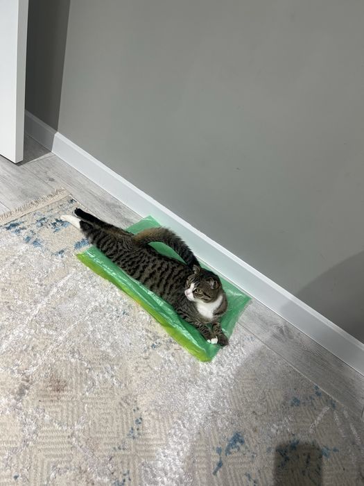 Котик Вислоухо 10.000