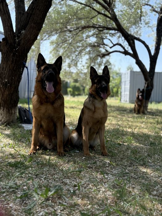 Алиментный щенок немецкой овчарки