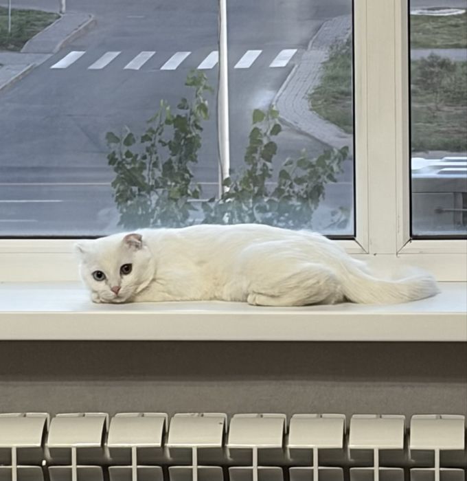 Отдам кота в добрые руки