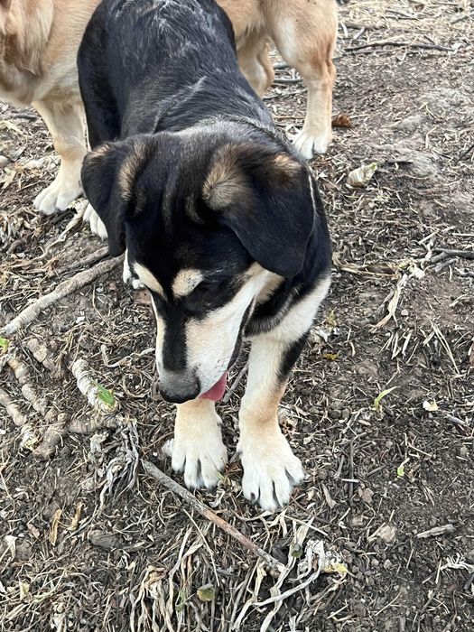 3 Кучета подарявам в чудесно здраве с ваксини кастрирани зона Русе