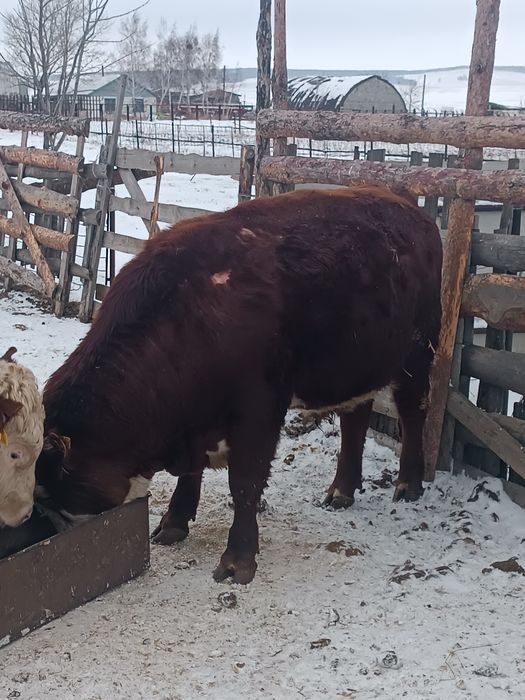 Белоголовый бык .