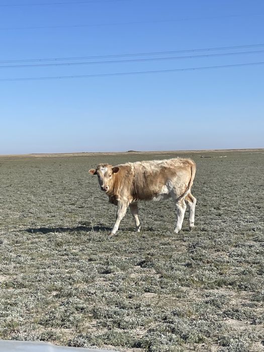 Потсос бузаулар ұрғашы 8,9 айлық