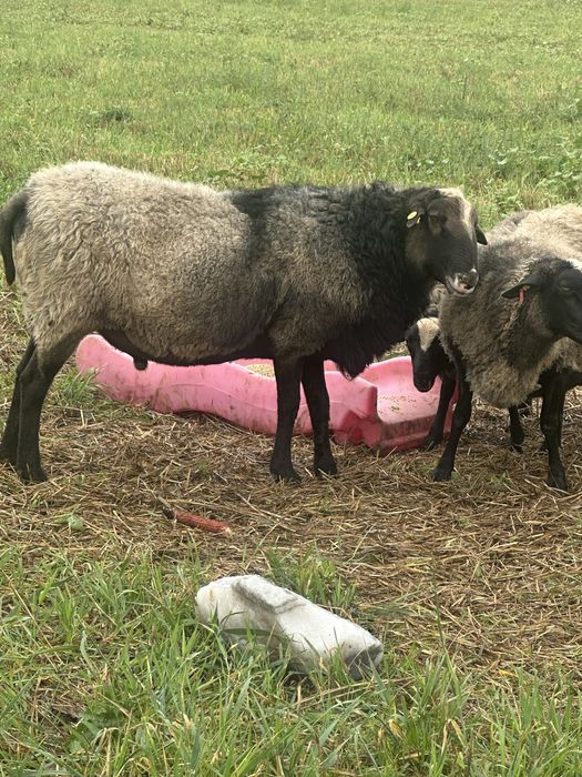 De vanzare !!!Romanov