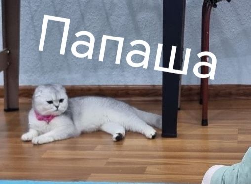 «Премиум-класс» шиншила чиста кровные катят продаётся