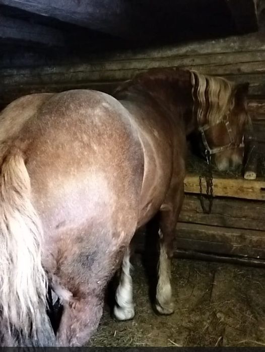 Vânzare sau schimb  armasar