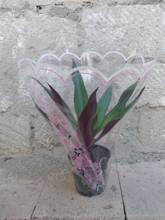 Комнатные цветы в подарочной упаковке