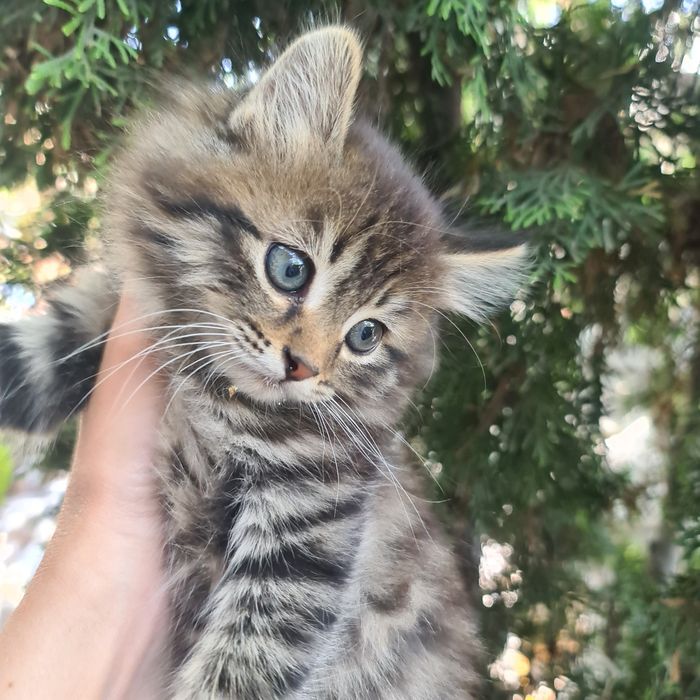 Отдам милых котят в добрые руки.