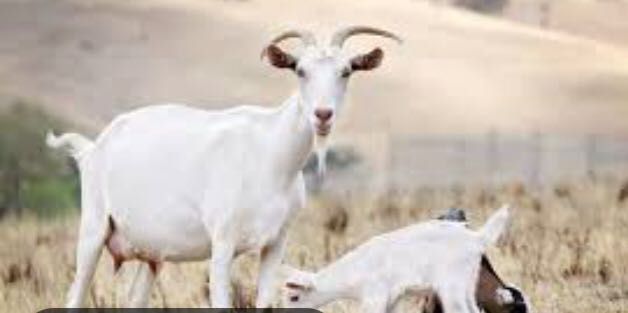 Теке сатылады, әдемі, сұлу