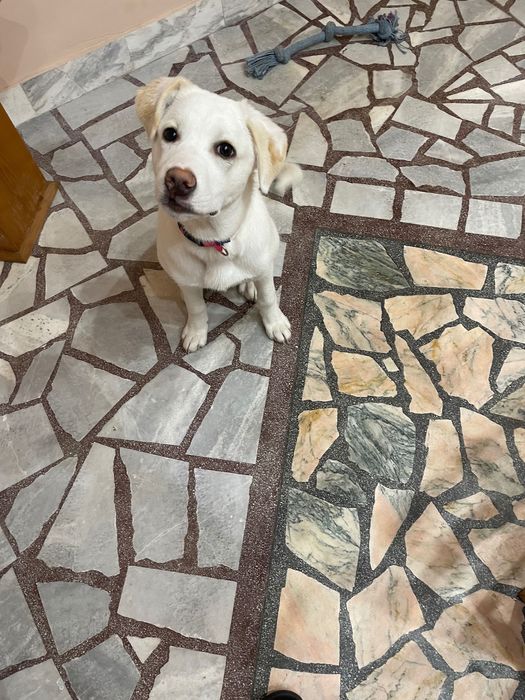 Търси се нов дом за прекрасната Аура (4 м.)