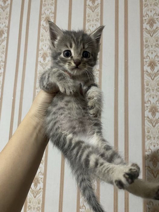 Продается котенок-девочка, цена с доставкой