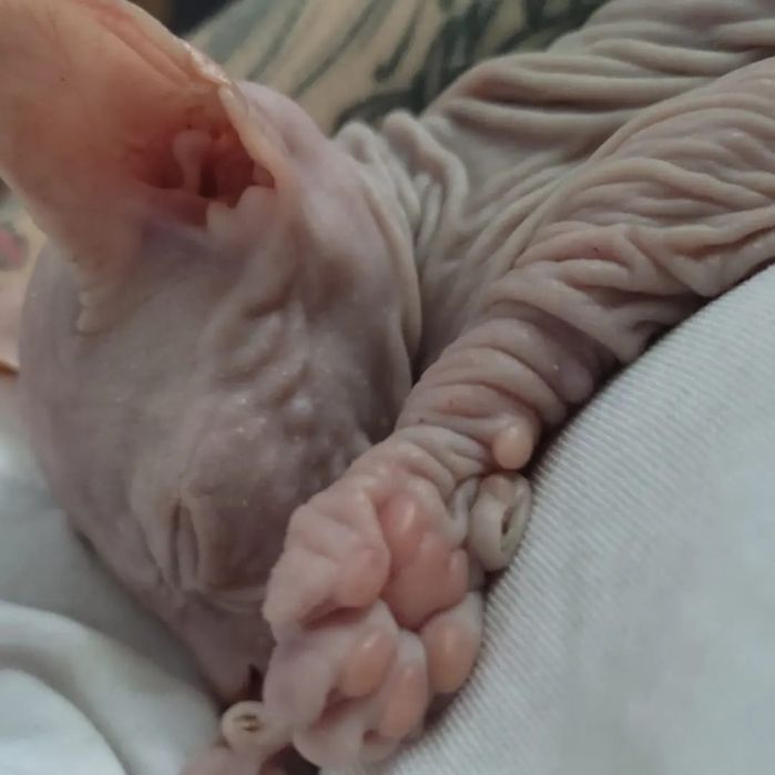 Лысики Сфинксы уже готовы