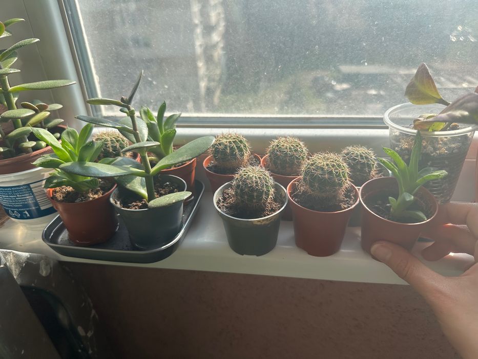 Стайни растения (фитония, кактуси, хлорофитум, спатифилум и др.)