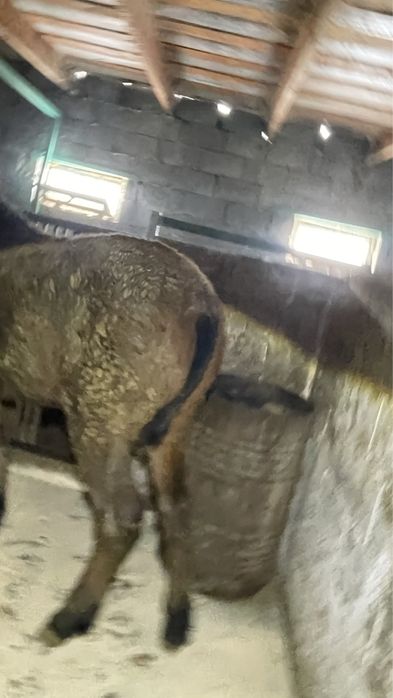 Продается лошаль 2 года,