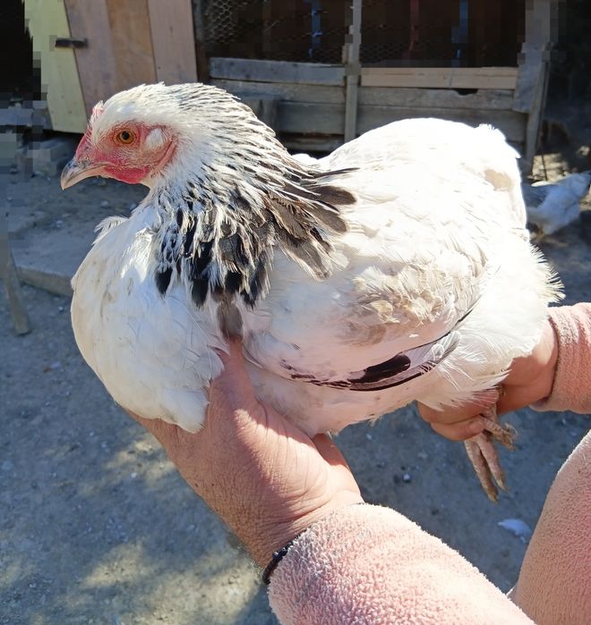Puicuțe de rasă – Sussex, Australorp + fazani. Telefon: 0770793401