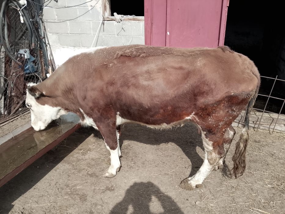 Продам с откорма.